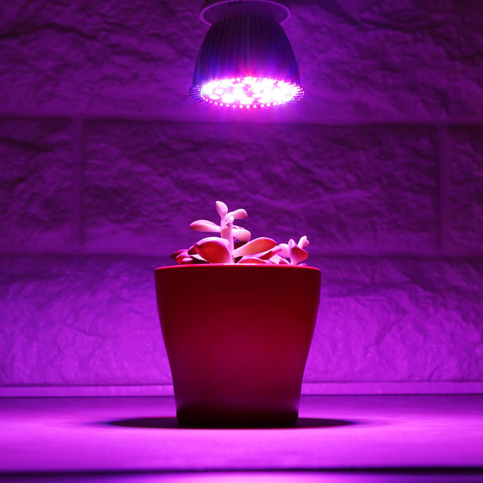 La plante à économie d'énergie élève la lumière